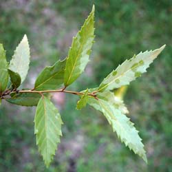 Quercus lanata